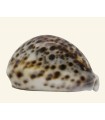 Concha Cypraea Tigris Macho